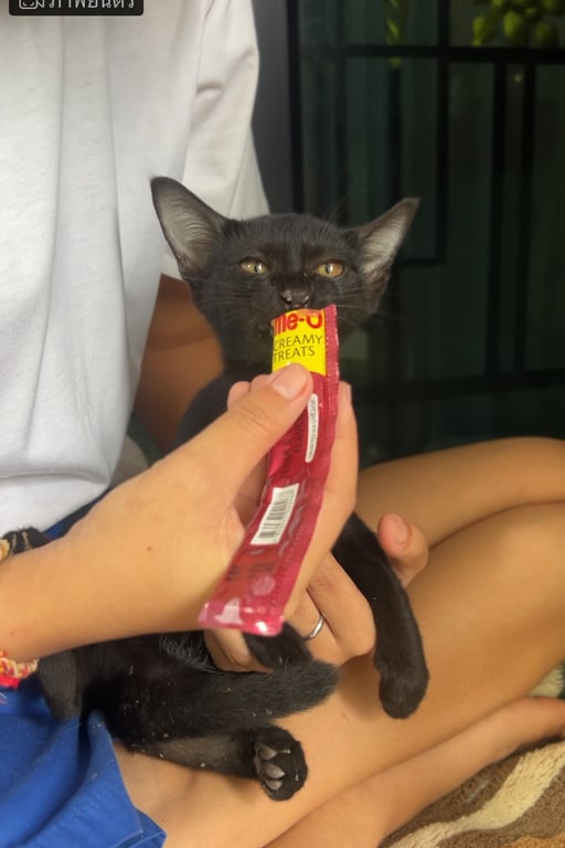 ตามหาเจ้าของแมว น้องแมวจร อายุประมาณ3-4เดือน ต้องการหาบ้านให้น้องค่ะ