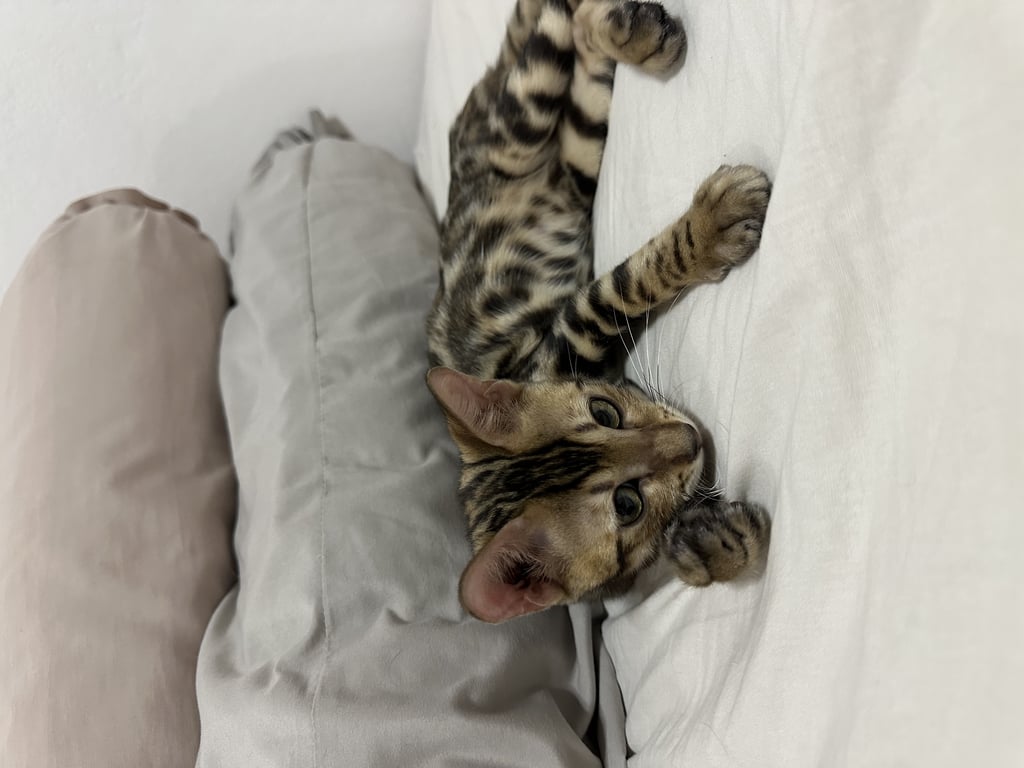 ตามหาเจ้าของแมว เจอน้องแถว 20 มิถุนา แยก13 แถวร้านล้างรถ ห้วยขวางค่ะ