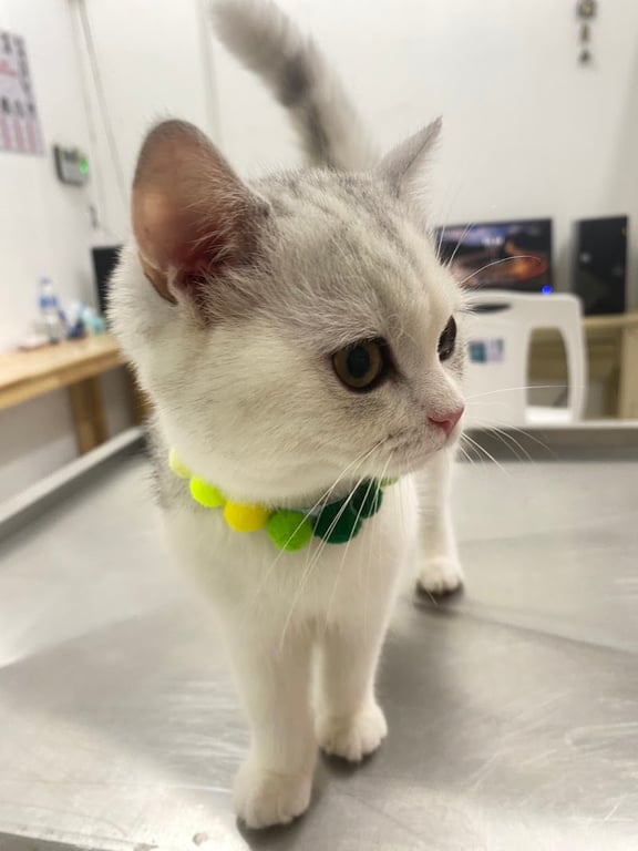 คลินิก เติมเต็ม รักษาสัตว์ อาบน้ำ ตัดขน FulFilling Pet Clinic