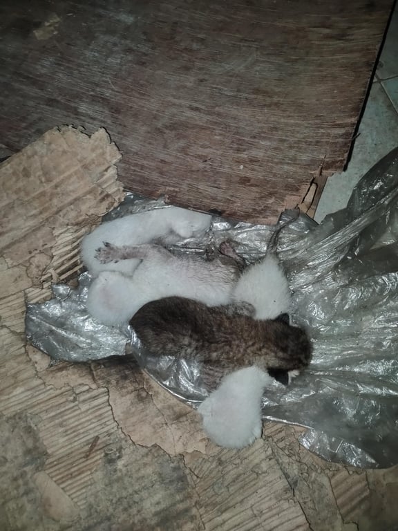 ตามหาเจ้าของแมว ลูกแมวจรเพิ่งคลอด 4 ตัว ค่ะ ยังไม่ลืมตาดี 
แม่แมวไม่กลับมา อาจเกิดอุบัติเหตุกับแม่แมวรึป่าวไม่แน่ใจค่ะ
พิกัด #ลำลูกกาคลอง2 ใกล้ #BTSคูคต
#ไปส่งให้ฟรีกรุงเทพและปริมณฑลค่ะ
#ลูกแมวหาบ้าน
น้องๆ ร้องหิวนมน่าสงสารมากค่ะ