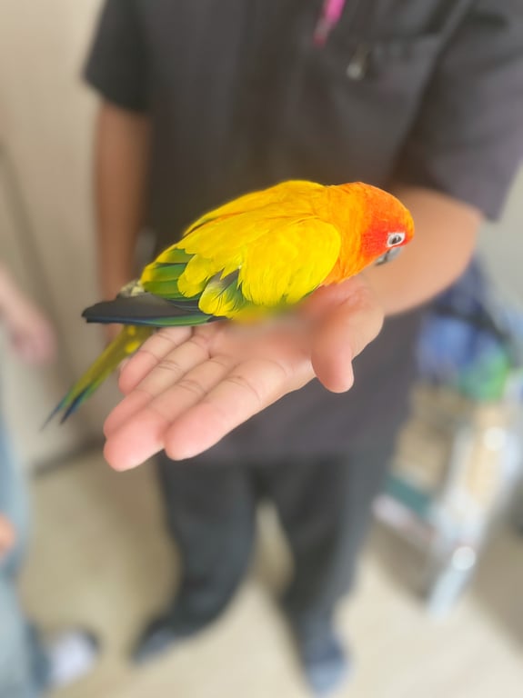 ตามหาเจ้าของนก 