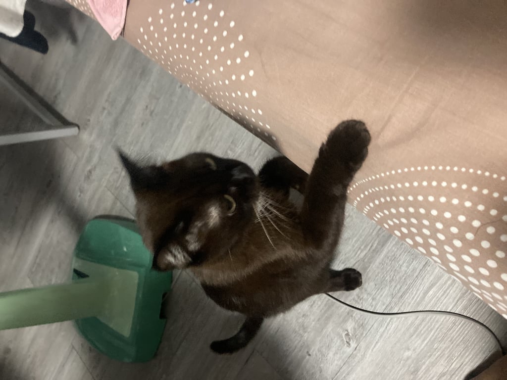 ตามหาเจ้าของแมว แมวดำ มีลายหน้าอกสีขาว ขนสวย ร้องเสียงหวาน กลัวคน พบใต้ตึกป๊อบปูล่า คอนโดมิเนียม C6 เมืองทอง