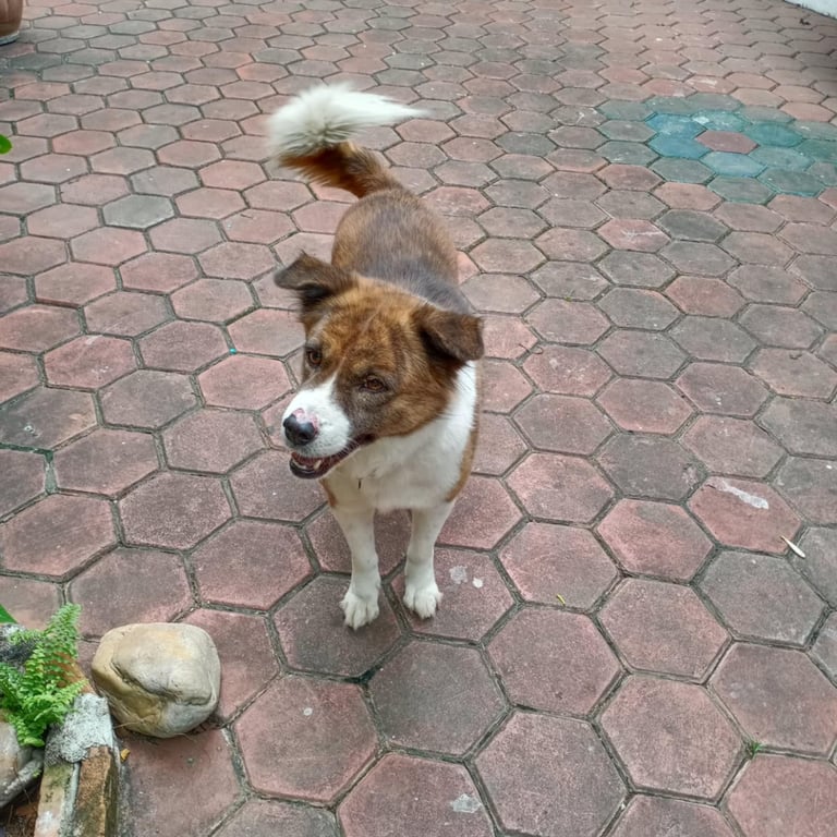 หมี