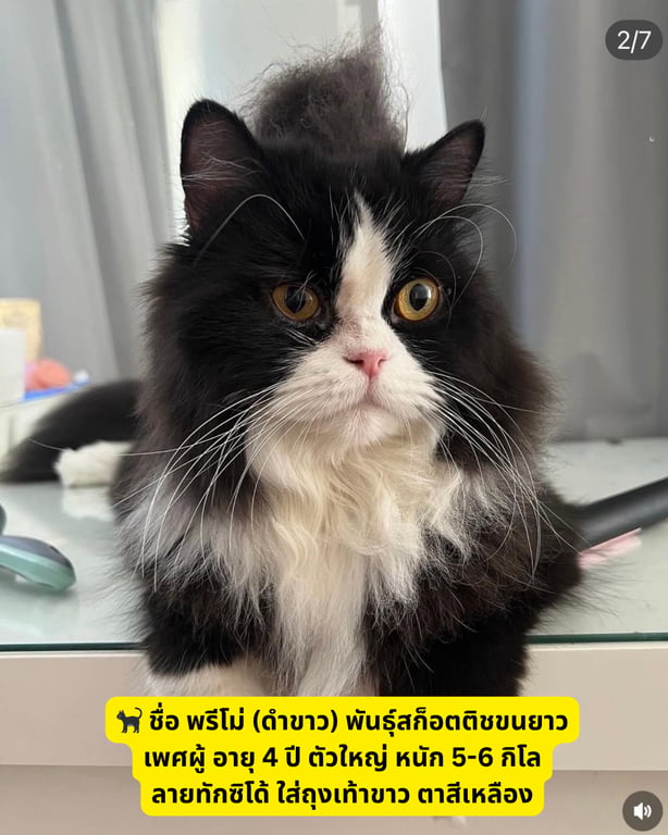 พรีโม่