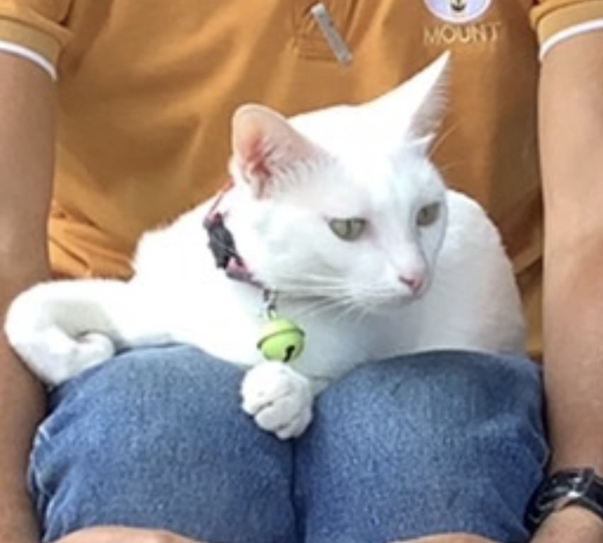 ขาวนวล