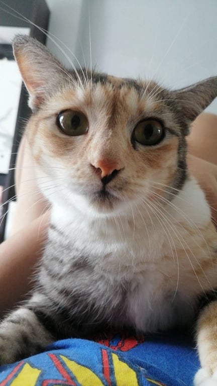 แฮปปี้