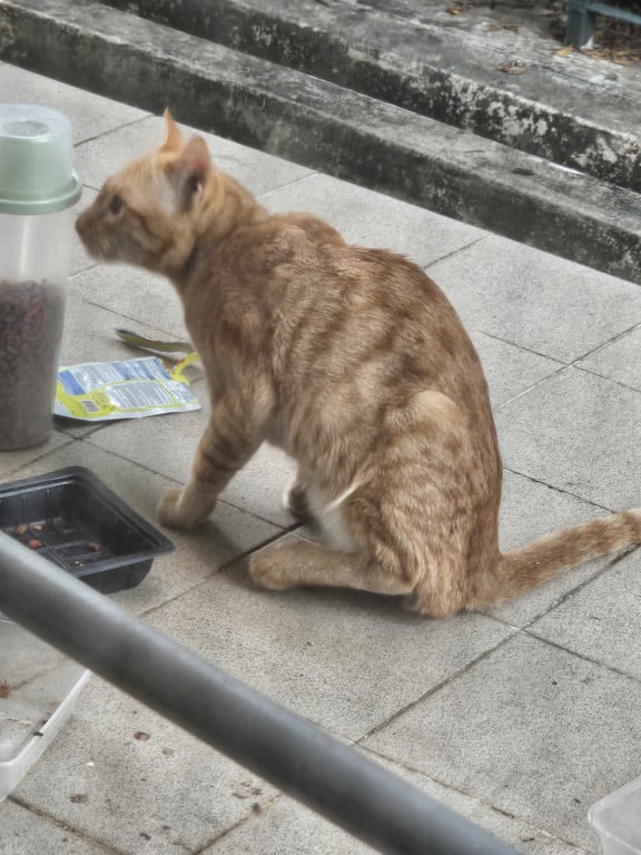 ตามหาเจ้าของแมว เคยมีปลอกคอสีเข้มๆ มีกระดิ่งเล็กๆ (ตอนนี้หายไปแล้ว) ชอบมาวนเวียนในสวนแต่หายไปนาน เจอวันนี้ผอมลง ขาซ้ายเจ็บ