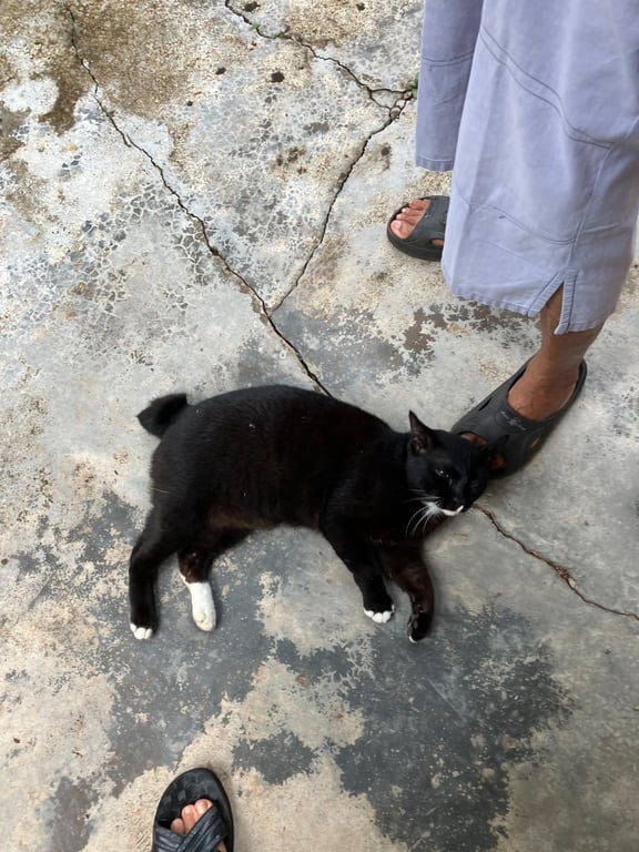 ตามหาเจ้าของแมว แมวสีดำ มีสีขาวที่ปากและเท้าทัิง 4 ข้าง หางกุด พูดรู้เรื่องเหมือนเคยมีเจ้าของค่ะ