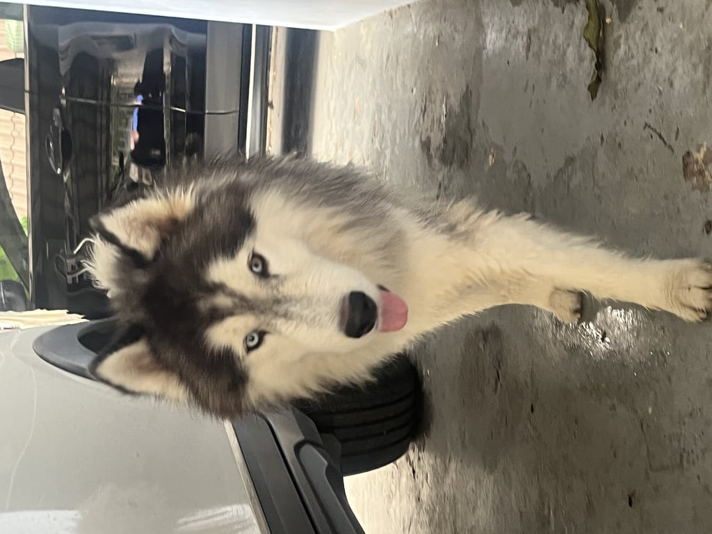 ตามหาเจ้าของหมา ตาสองสี ซ้ายน้ำตาล ขวาฟ้า