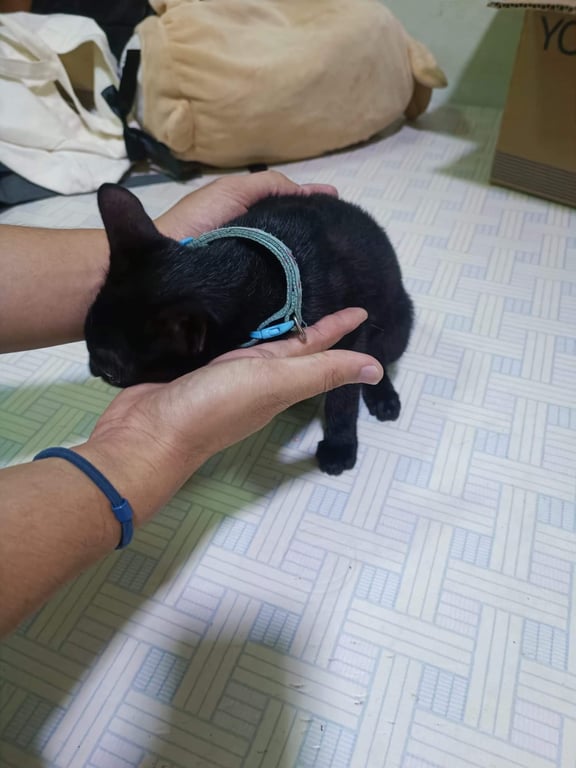 ตามหาเจ้าของแมว แมวไทยสีดำเพศ ช ปลอกคอสีฟ้ามีลายแดงอายุร่าวๆ 3-4 เดือนปลายหางขอด