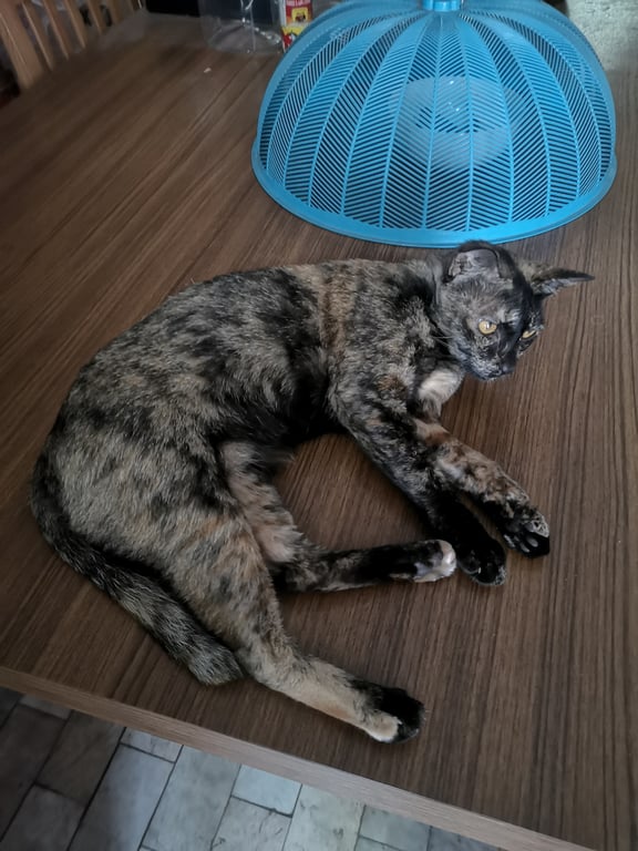 ตามหาเจ้าของแมว เป็นแมวที่เชื่องมาก เมื่อก่อนไปๆมาๆ ระหว่างหมู่บ้านกิตติศักดิ์ กับ หมู่บ้านร่มเย็น บ้านเราติดกับอีกหมู่บ้านพอดี ตอนนี้โดนรถชนกลับไปไม่ได้ และเหมือนจะมาอยู่ถาวรแล้ว มีคนเลี้ยงอาหารอย่างดี แต่ไม่มีเงินรักษาขาน้อง โพสต์เผื่อเจ้าของจะคิดถึงค่ะ