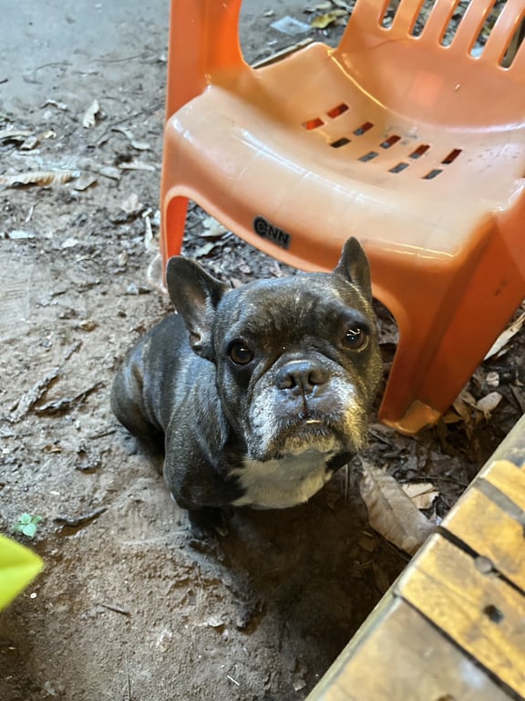 ตามหาเจ้าของหมา ตัวอวบอ้วน เชื่อง ติดคน ฉลาด นิ่ง