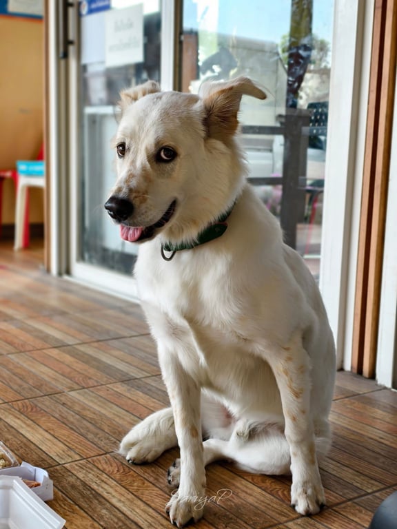 ตามหาเจ้าของหมา สีครีมตัวสะอาดมีจุดจางๆสีน้ำตาลตามตัว จมูก หางเป็นพวง