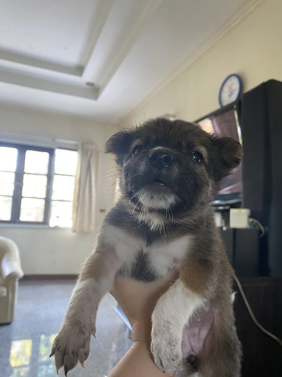 ตามหาเจ้าของหมา 