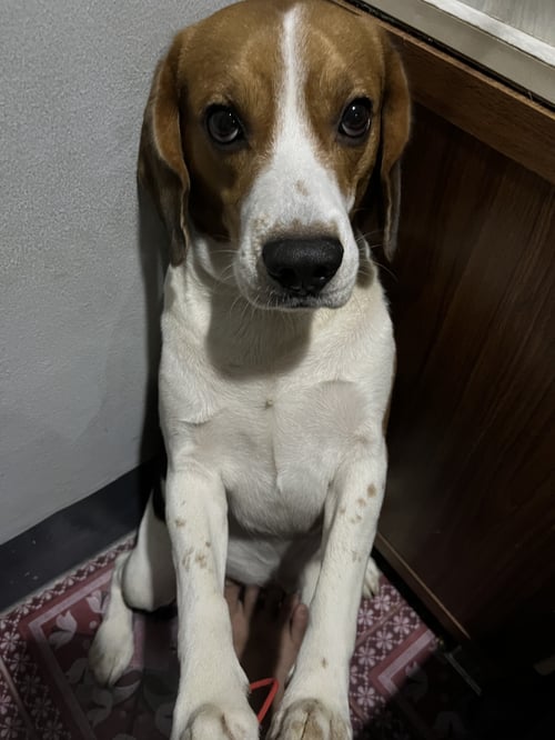 เจซี