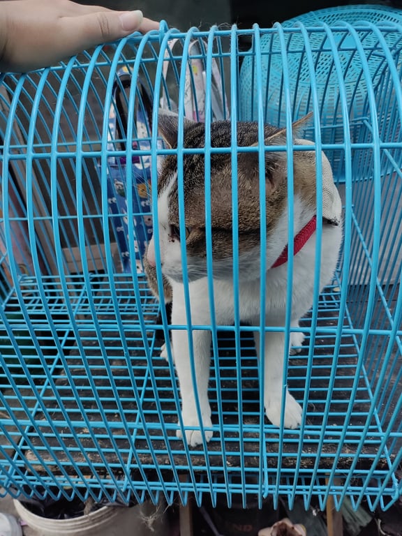 ตามหาเจ้าของแมว ตัวอ้วน เพศผู้ หน้าตาหล่อ