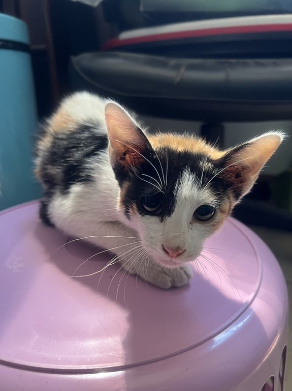 ตามหาเจ้าของแมว แมวจร 2 ตัว 2 สี อายุประมาณ 3 เดือน
แม่มาทิ้งไว้บนหลังคา
ถ้าเป็นไปได้รับพร้อมกัน 2 ตัว