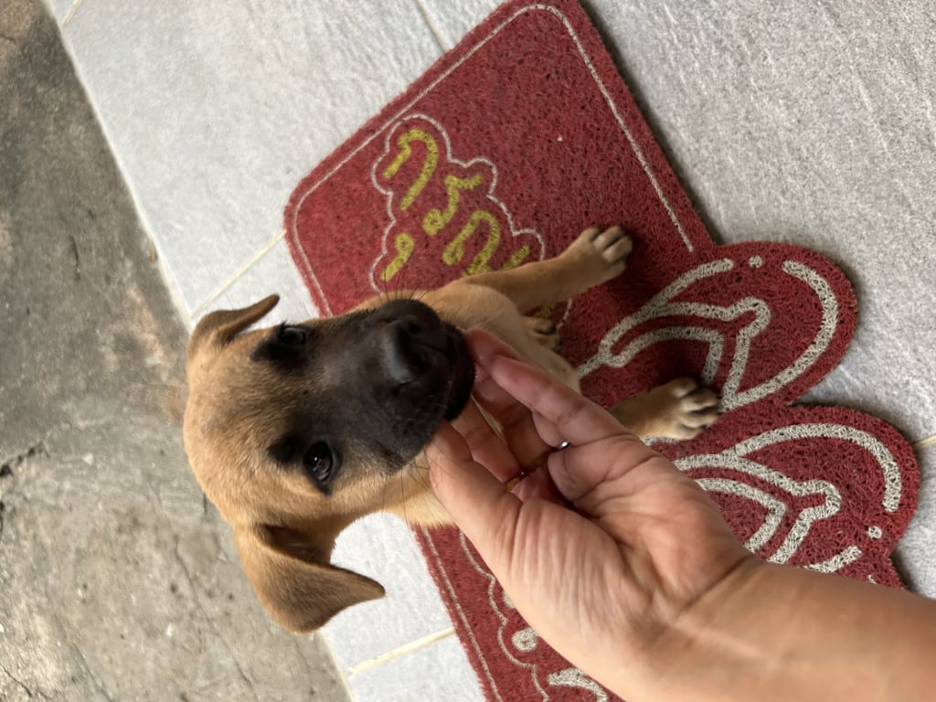 ตามหาเจ้าของหมา หมาจรคลอดลูก