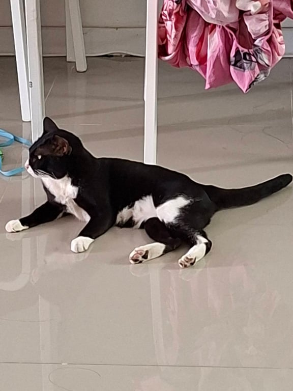 เฉาก๊วย