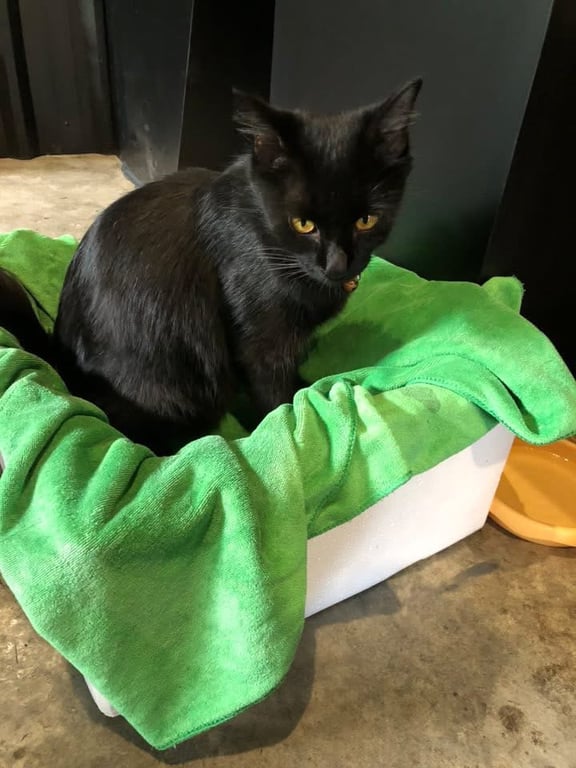 ตามหาเจ้าของแมว ท้องอยู่