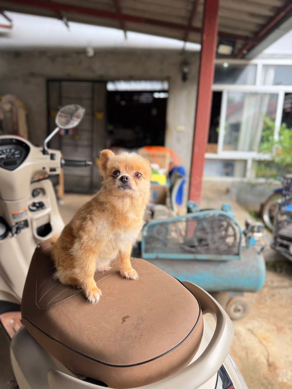 ตามหาเจ้าของหมา ขออนุญาติลงประกาศตามหาเจ้าของค่ะ​ 
**#พิกัดที่เจอ​ บ้านลวงเหนือ​ หมู่ที่ 5 ตำบลลวงเหนือ​ อำเภอดอยสะเก็ด​ จังหวัดเชียงใหม่ค่ะ​ น่าจะ #พันธุ์ปอม​ #เพศเมียค่ะ***

เมื่อวานเวลาประมาณ19:30 ออกไปซื้อของแถวเส้นถนน หน้าวัดศรีมุงเมือง ลวงเหนือหมู่5 แล้วเจอสุนัขพันธุ์ชิวาว่า สีครีมเพศเมีย
อายุประมาณ3-5ปี ดูจากฟันน้อน🤣🤣

น้อนเชื่องมากๆ น่าจะหลุดออกมา ถ้าปล่อยไว้น้อนคงโดนรถชน เพราะเบรกกันไปหลายคัน
 ถ้าสุนัขของใครหายทักมานะคะ เดี๋ยวเอาไปส่งให้ค่ะ🤍
099-0097989