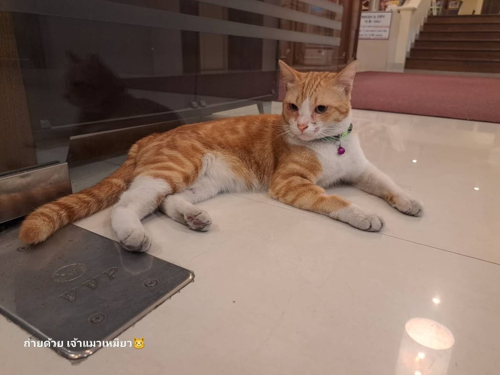 ตามหาเจ้าของแมว 