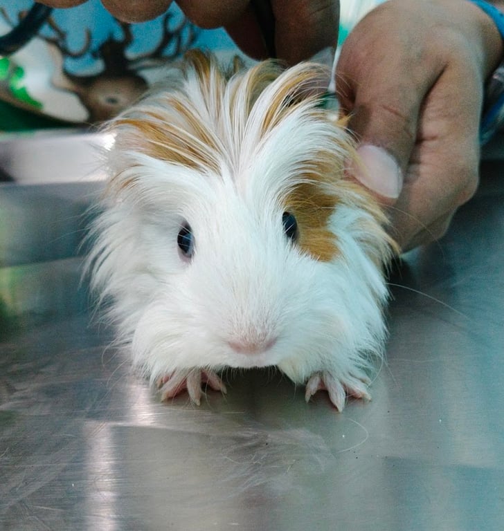 กู๊ด แอนิมอลคลินิก GOOD Animal Clinic รักษาสัตว์ทุกชนิด