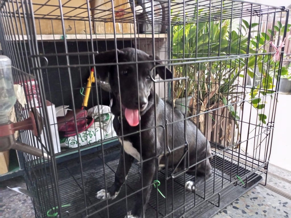 ตามหาเจ้าของหมา พบน้องอยู่แถวหลังโรงเรียนปทุมวิทยากร แถวปากห้วยวังนอง