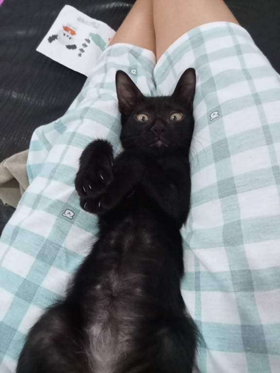 ดำ