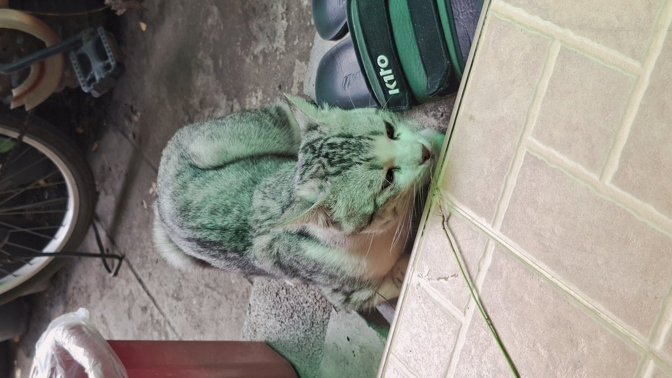 ตามหาเจ้าของแมว น้องดูแล้วไม่น่าใช่แมวจร น่าจะเป็นแมวพันธุ์ มีตาสีเหลือง น้องดูตัวอ่อนนุ่ม แต่ไม่ให้จับ คาดว่าจะยังไม่ทำหมัน อาจจะติดสัดแล้วหลงมา เห็นตั้งแต่วันที่ 14 พ.ค. 68 แล้ว วันลงประกาศ 22 พ.ค. ก็ยังมาหน้าบ้าน ไม่เห็นแถวบ้านมีใครประกาศหา