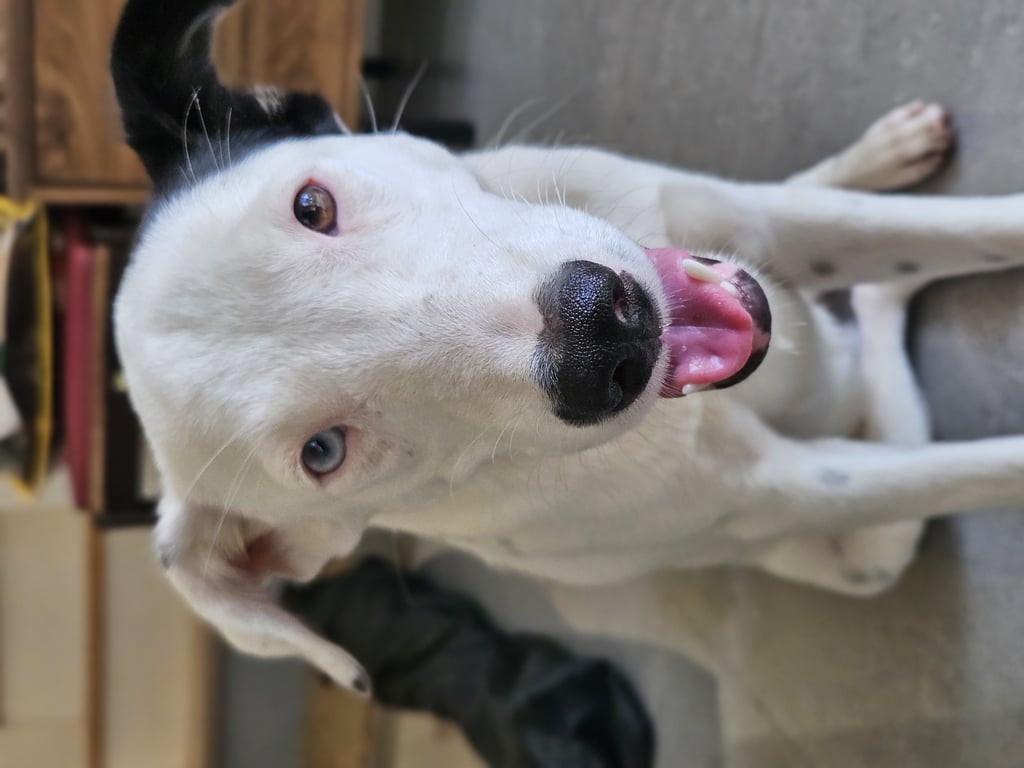 ตามหาเจ้าของหมา ตาสองสี น้ำตาล และฟ้า , ใบหูข้างนึงสีดำ อีกข้างนึงขาวจุดดำ