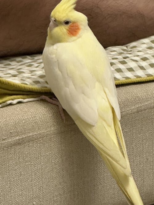 น่องไก่