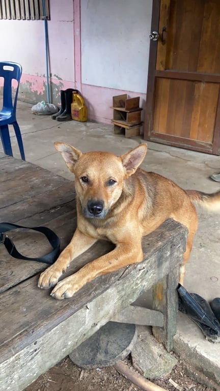 เดียว