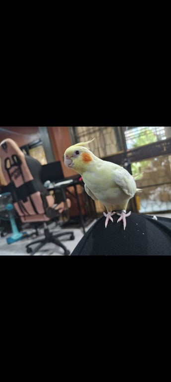 โอเล่ย์
