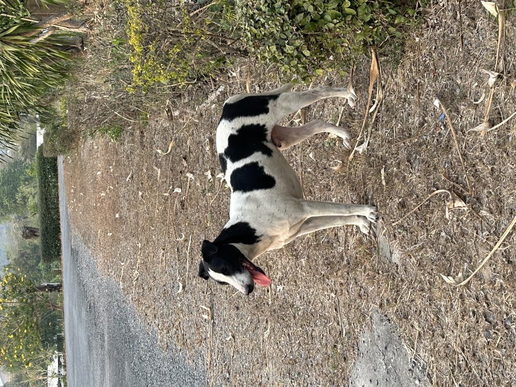 ตามหาเจ้าของหมา ลายขาวดำ