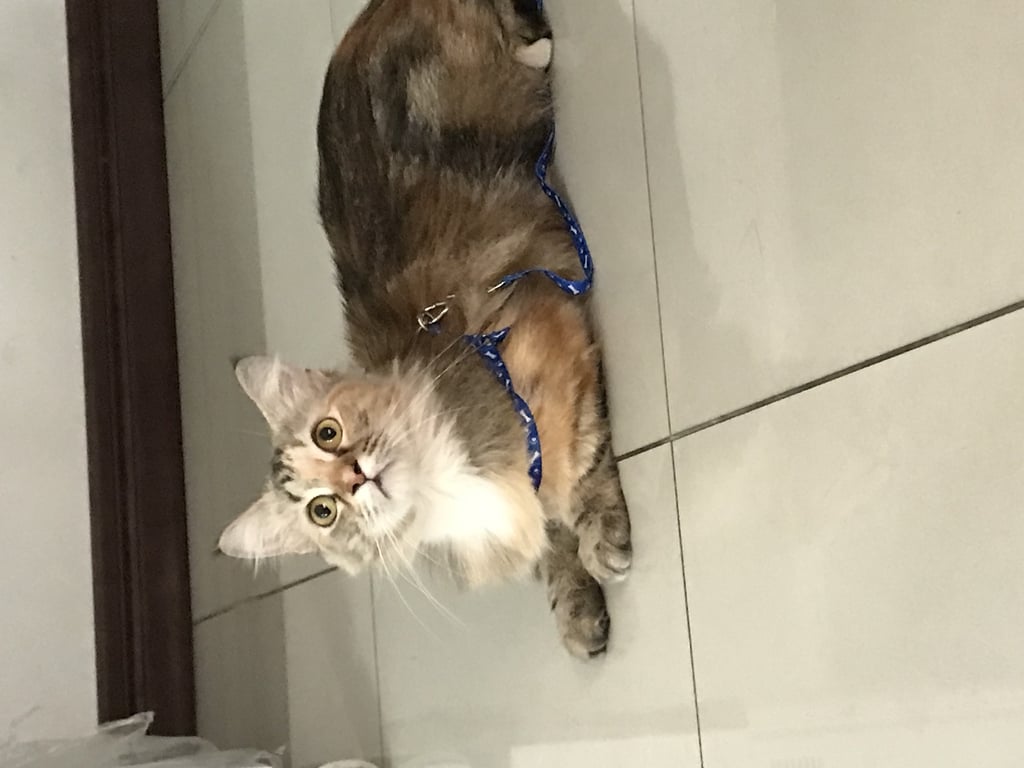 ตามหาเจ้าของแมว แมวขนยาว  เชื่อง สะอาด ฉลาด