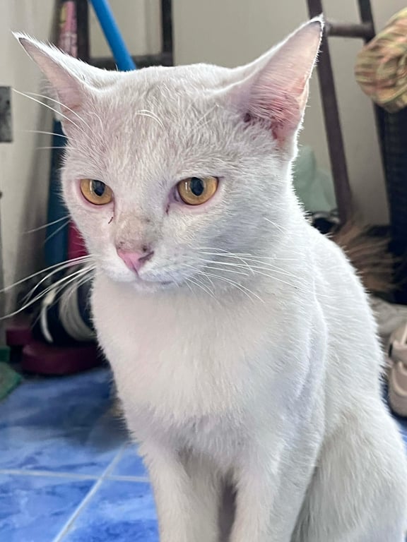 กุ๊กกุ้น