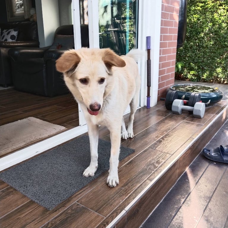 ตามหาเจ้าของหมา ลักษณะเหมือนพันธุ์ผสมไซบีเรียน โกลเด็น
นิสัยน่ารัก ขี้เล่น