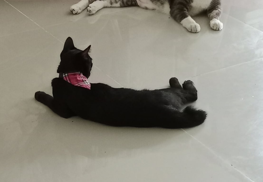 กอลั่ม