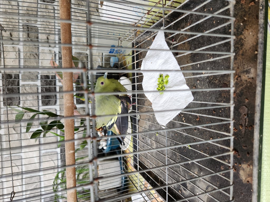 ตามหาเจ้าของนก รามคำแหง 164 แยก 18