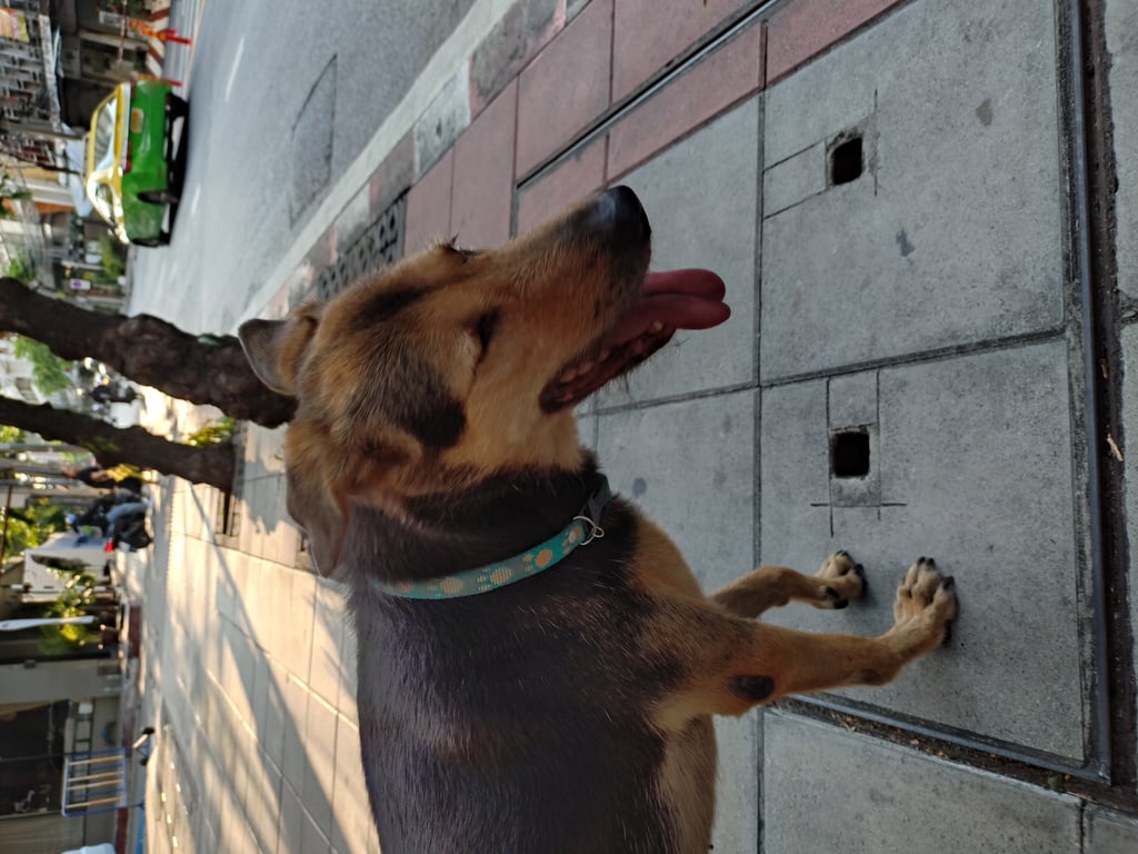 ตามหาเจ้าของหมา ตัวสีดำ หน้าและขาสีน้ำตาล