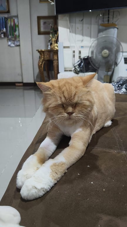 กาฟิว
