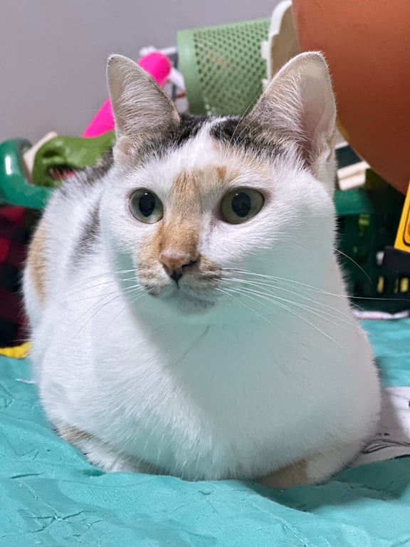 มะลิ