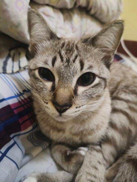 ไมโล