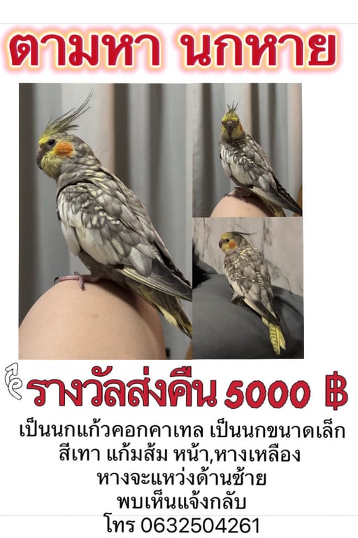 ข้าวโป่ง