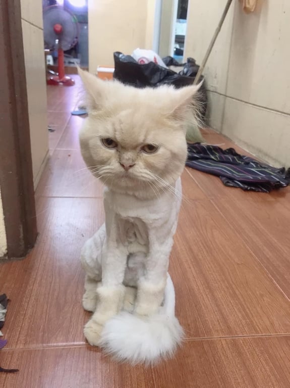 ตามหาเจ้าของแมว 🙏🙏🙏🙏
ตามหาน้องแมวครับ พิกัดในซอยจรัญ 85 แยก 7 ตรงหมู่บ้านข้างคลองที่เค้าเรียกกันซอยหอไม้ ซอยหมู่บ้านที่อยู่หลังเขตบางพลัด  น้องหายออกไปเมื่อคืนยังหาไม่เจอครับ ถ้าใครเจอหรือแจ้งเบาะแสได้ที่ 0894798910 รับกวนพี่ๆ ในกลับด้วยนะครับ 🙏🥹