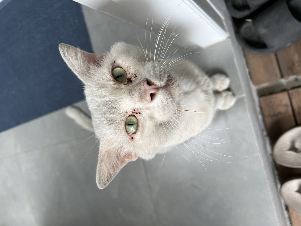 ตามหาเจ้าของแมว แมวตัวผู้ ยังไม่ทำหมัน สีขาวล้วน ตาสีเขียวอ่อน-เหลือง 
เชื่องคน ไม่กลัวคน เรียกแล้วเดินตาม