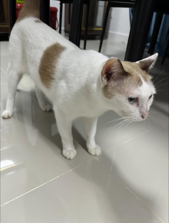 เหมียว
