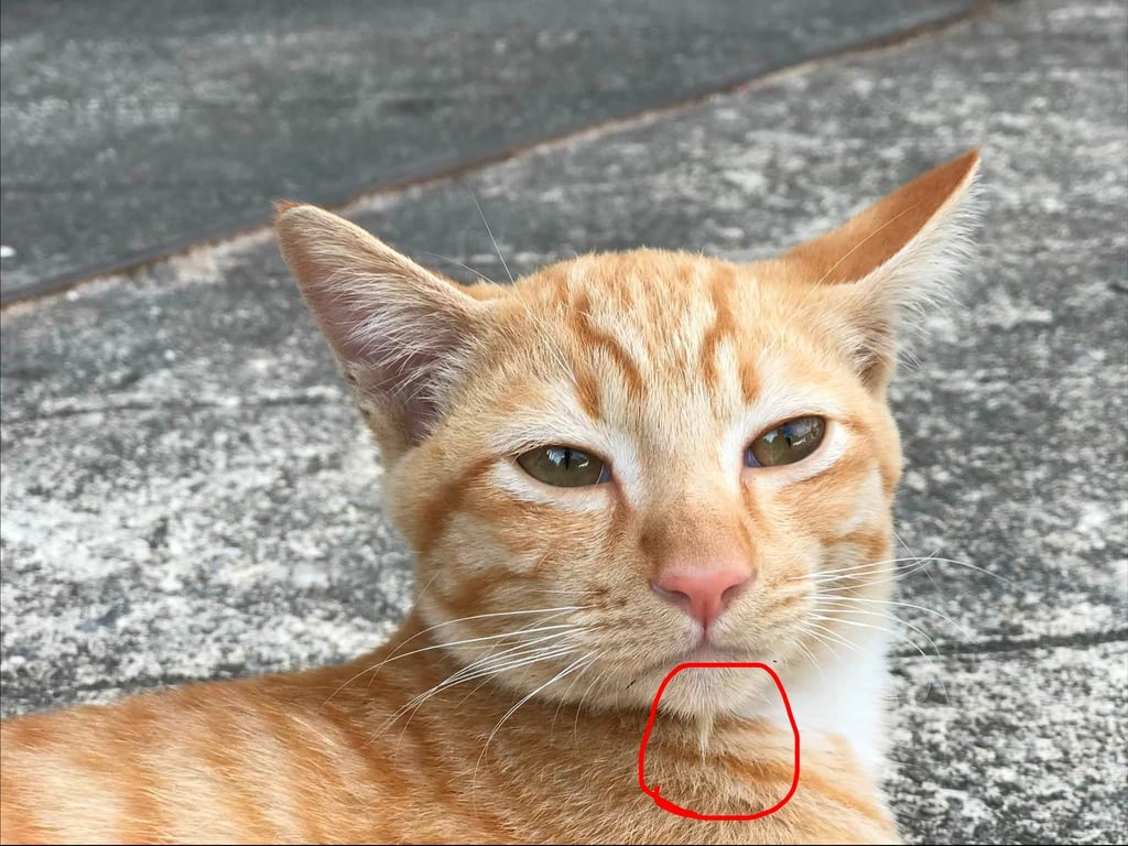 โชกุน