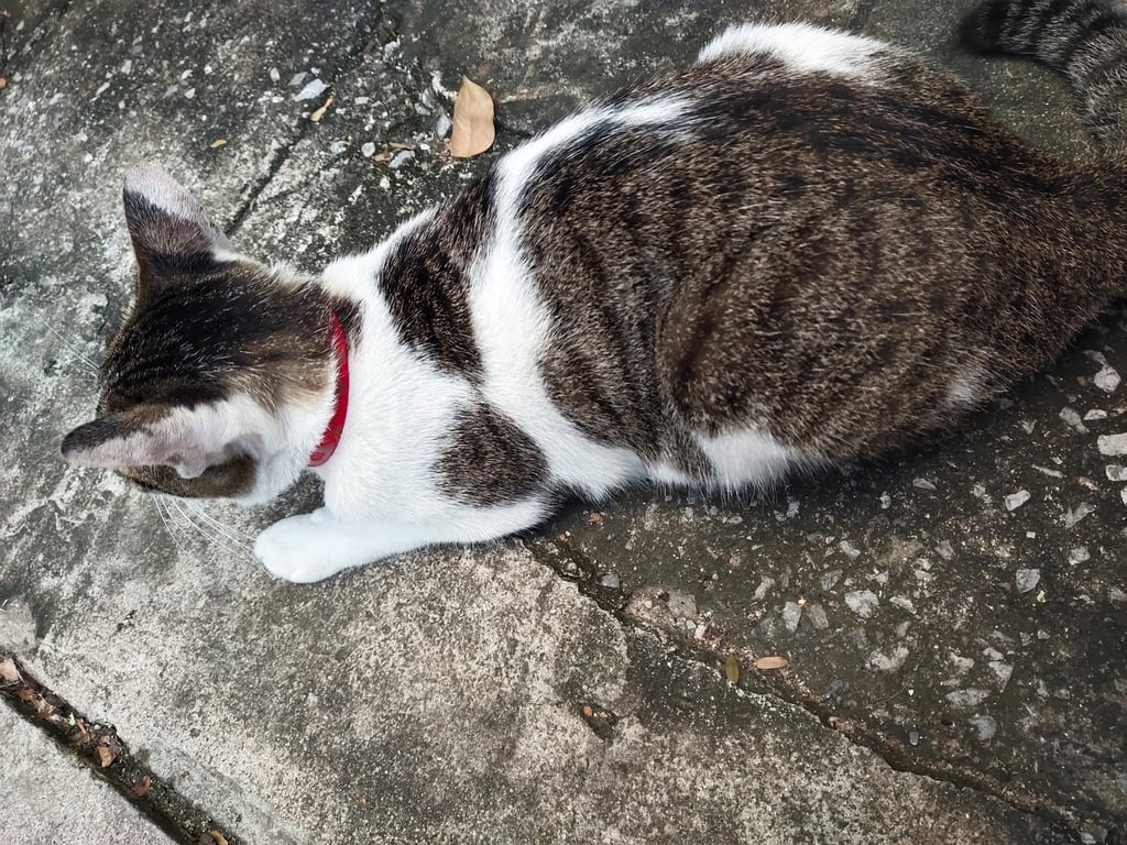 ตามหาเจ้าของแมว พบที่หน้าข้าราชบริพาร 904 สะพานแดง